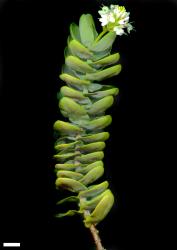 Veronica pareora. Sprig. Scale = 10 mm.
 Image: M.J. Bayly & A.V. Kellow © Te Papa CC-BY-NC 3.0 NZ